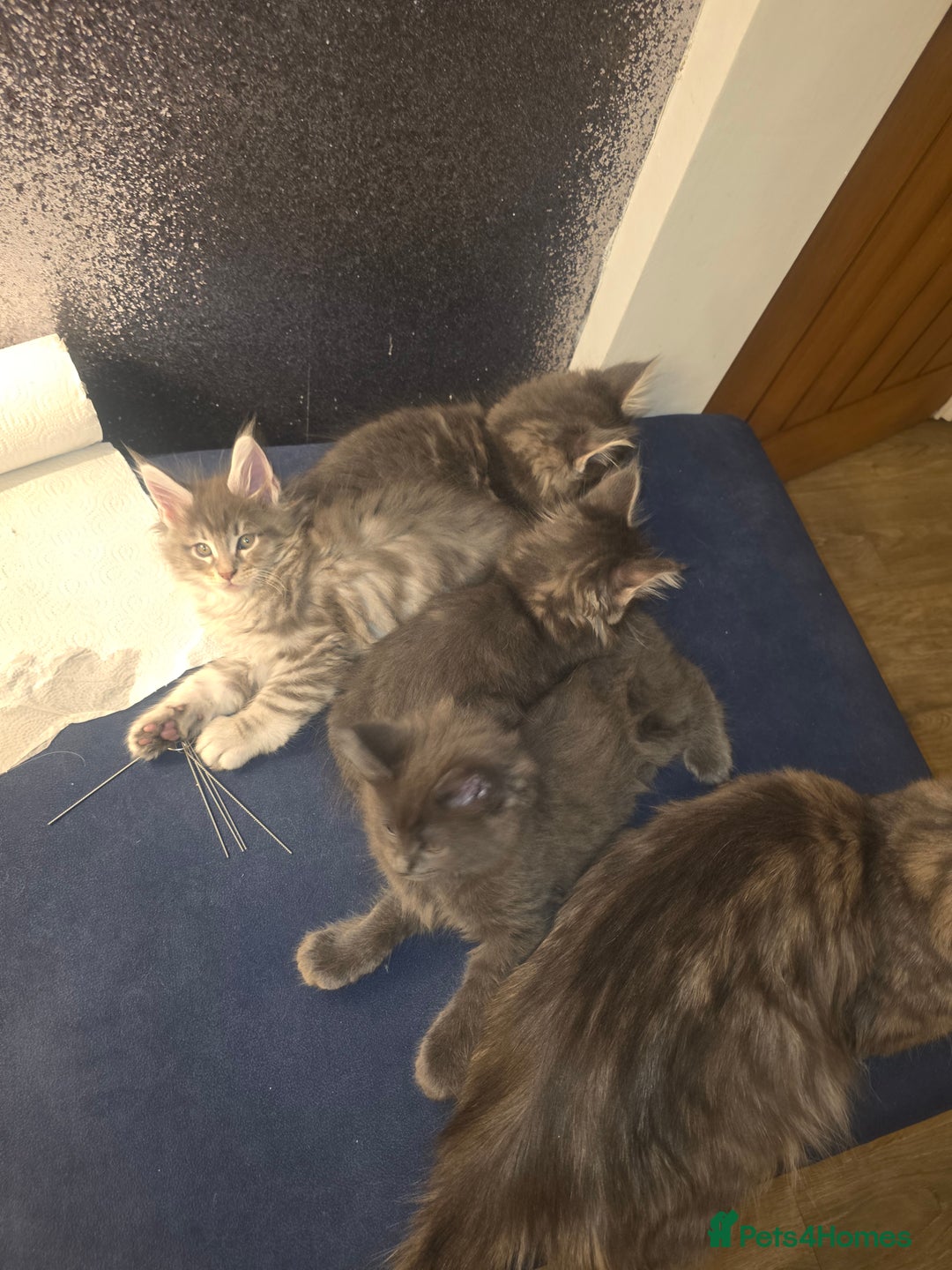 Maine Coon cats for sale: Maine Coon kittens  - Advert 14