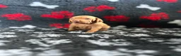 Hungarian Vizsla dogs for sale: Exceptional Pedigree Hungarian Vizsla Puppies - Advert 24