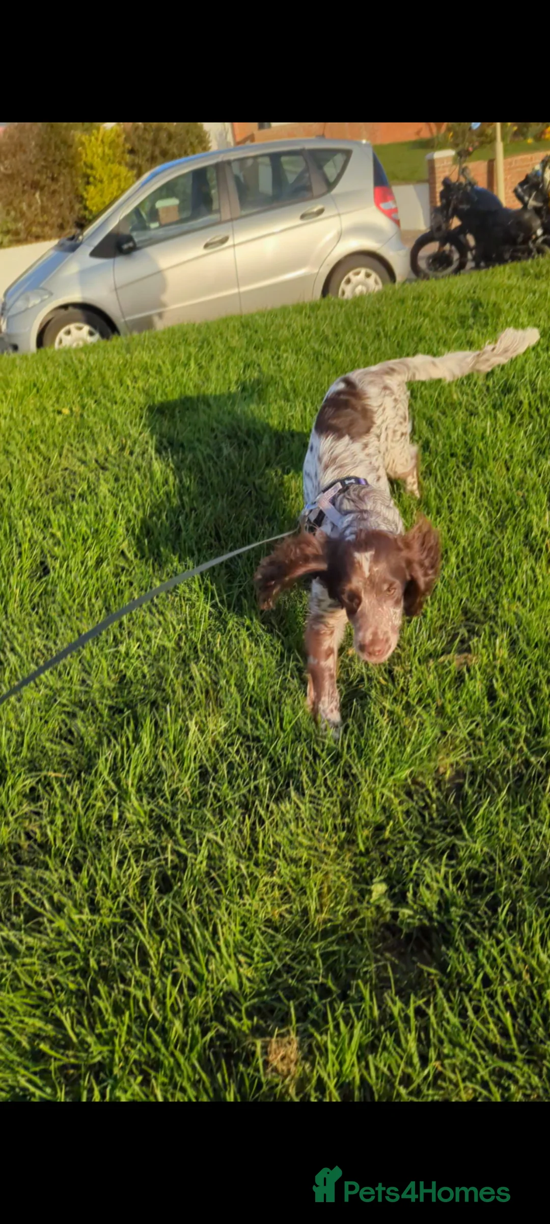 Cocker Spaniel dogs for sale: Beautiful little girl  - Advert 2