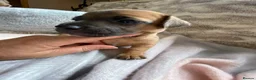 Jack Russell dogs for sale: Much Wenlock Rare Colour Jack Russell Pups Merle - Advert 18