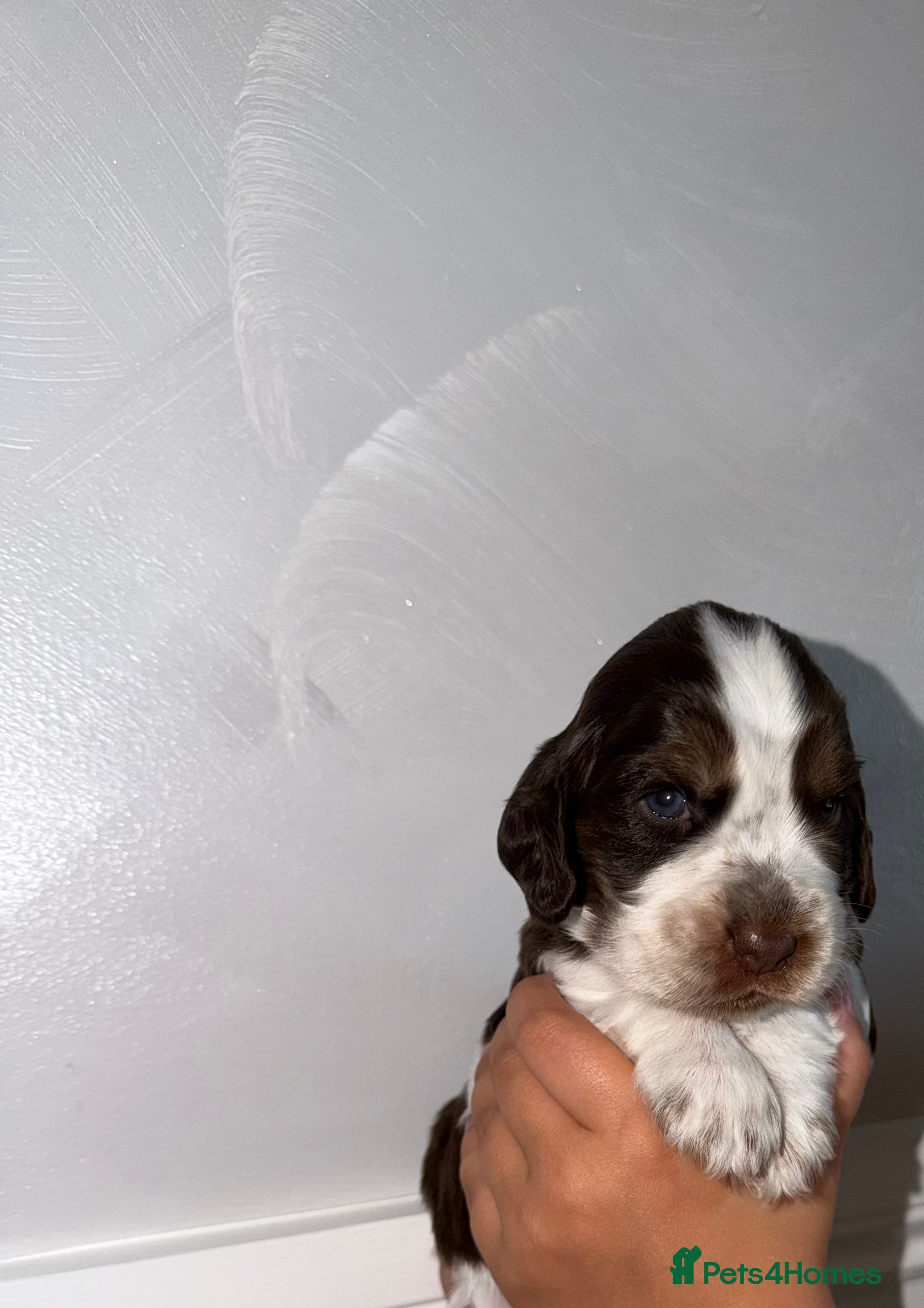 Cocker Spaniel dogs 🐾Six Beautiful KC Show Cocker Spaniels Puppies 🐾 - Advert 2