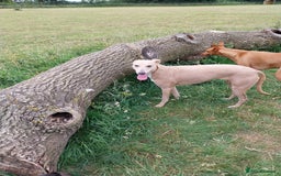 Lurcher dogs for sale: Mr Lewis Tidd  - Image 4