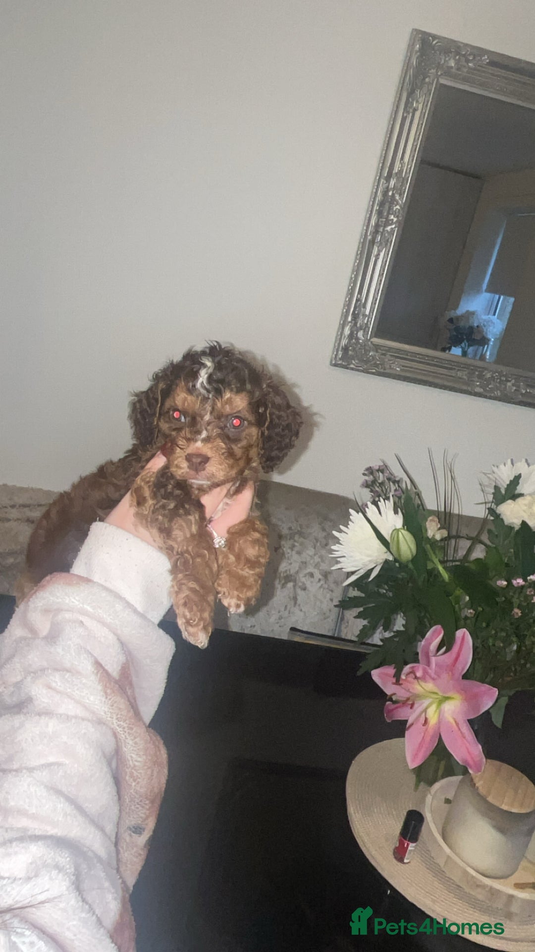 Cavapoo dogs for sale: 🐾 Cavapoo puppies 🐾 - Advert 3