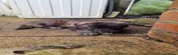 German Shepherd dogs for sale: 3 Beautiful German Shepherd Puppies - Advert 9