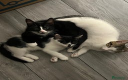 Mixed Breed cats for sale: 🐾Playful Kittens Ready for Loving Homes. - Image 1