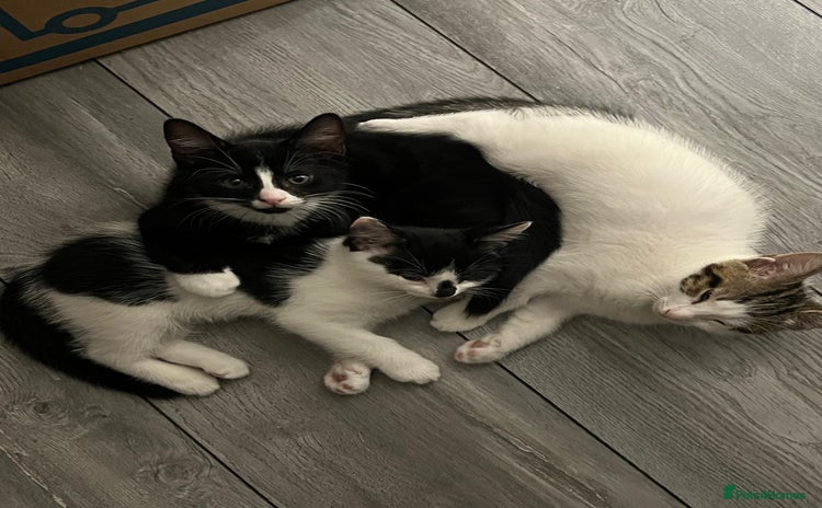 Mixed Breed cats - Advert 13