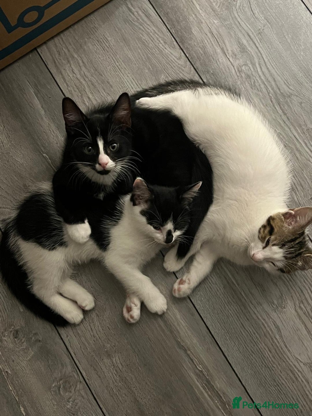 Mixed Breed cats for sale: 🐾Playful Kittens Ready for Loving Homes. - Image 1