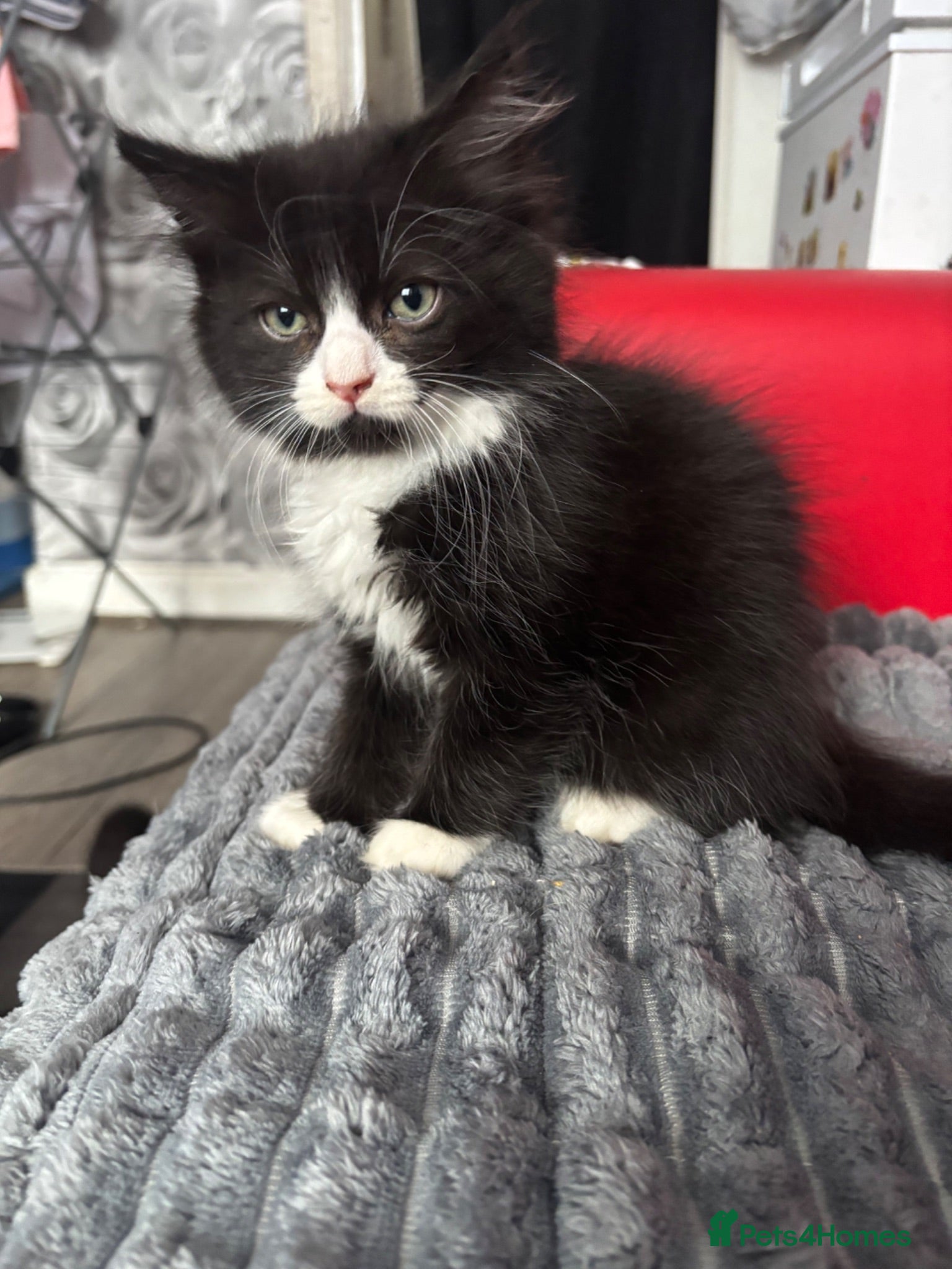 Mixed Breed cats Ragdoll cross kittens - Advert 12