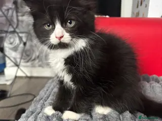 Mixed Breed cats Ragdoll cross kittens - Advert 12