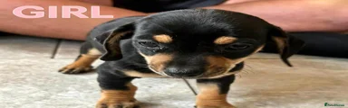 Dachshund 5