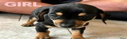 Dachshund dogs for sale: BEAUTIFUL DACHSHUND PUPS READY 9/11  - Advert 5