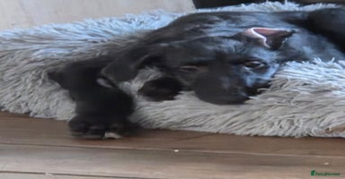 Deerhound dogs - Advert 7