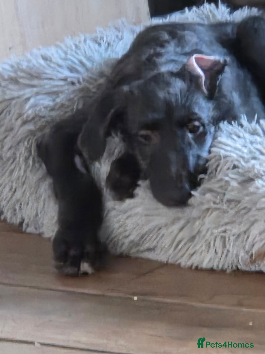 Deerhound dogs for sale: Scottish deerhound - Image 2