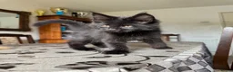 Maine Coon cats for sale: LARGE MAINE COON KITTENS - Advert 4