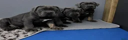 Cane Corso dogs for sale: Noble Guardians With Hearts Made for Home in Leicester - Advert 8