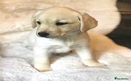 Labrador Retriever dogs for sale: Golden Labrador pups Ready Now - Image 15