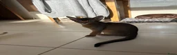 Abyssinian cats for sale: Last one boy ready to go🌟 - Advert 8