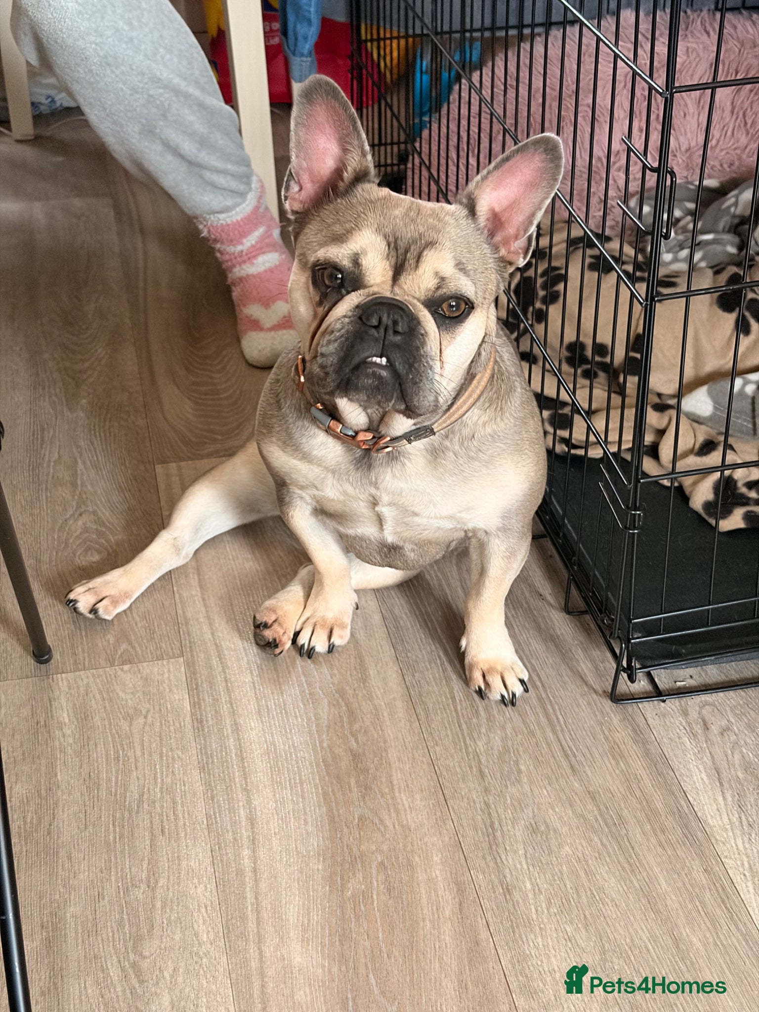 French Bulldog dogs Missy 1yr old frenchie - Advert 1