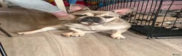 French Bulldog dogs for sale: Missy 1yr old frenchie - Advert 1