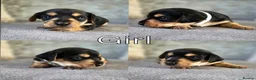 Mixed Breed dogs for sale: 7 Stunning Dorkie Puppies - Advert 26