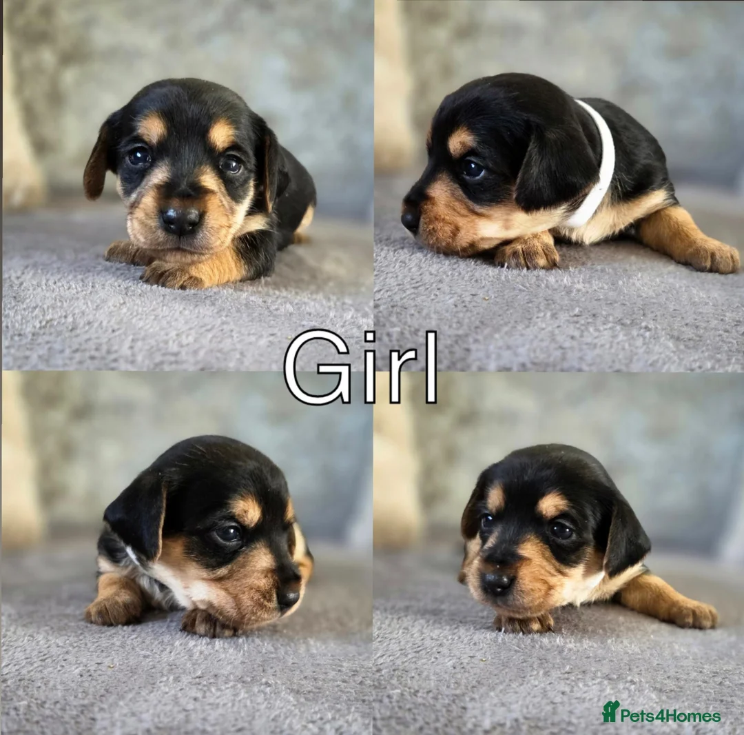 Mixed Breed dogs for sale: 7 Stunning Dorkie Puppies - Advert 26