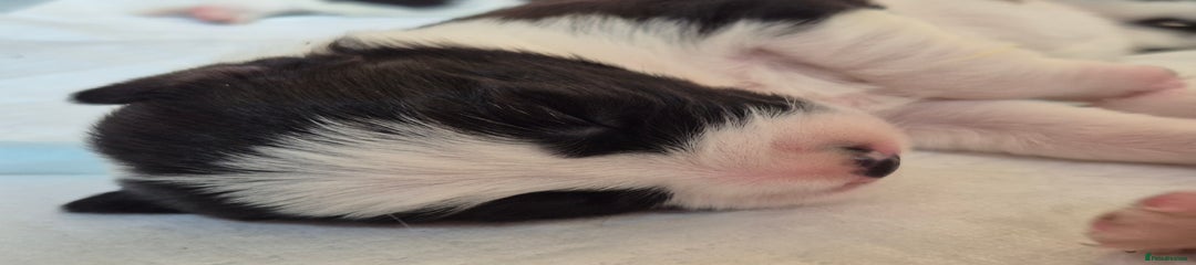Border Collie Puppy 4