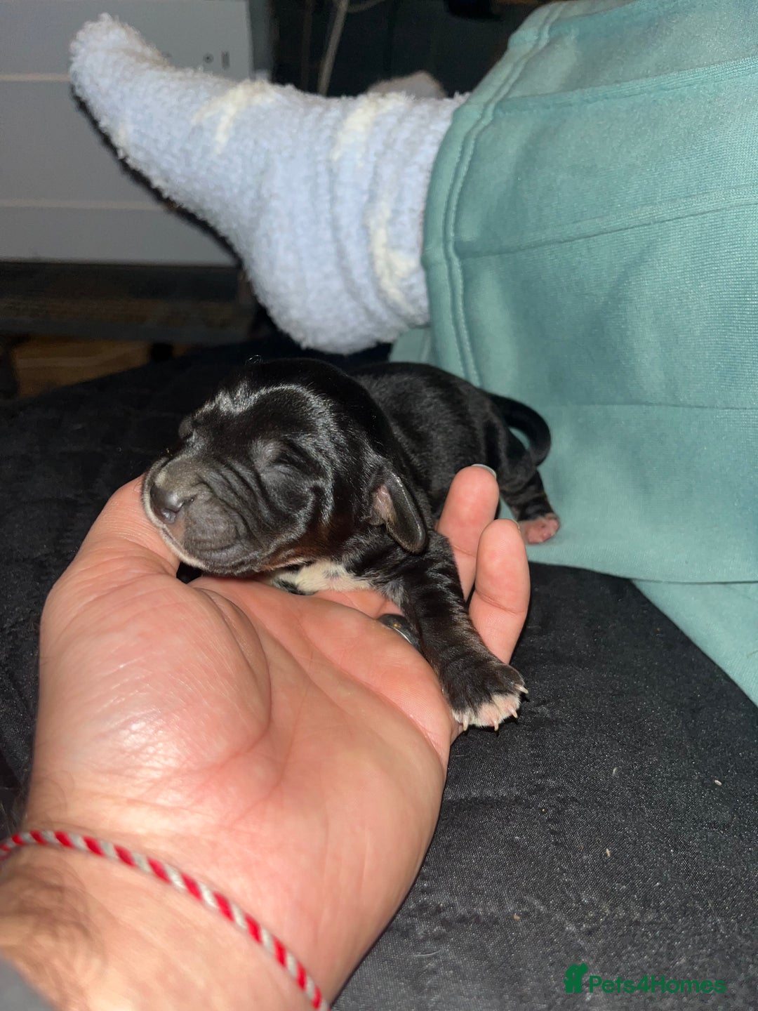 Cockalier dogs for sale: ‼️‼️Best ** grift ever‼️‼️ - Image 9