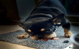 French Bulldog dogs for adoption: 💙WINSTON-LITTLE FRENCHIE BOY WITH A BIG HEART💙 - Advert 3