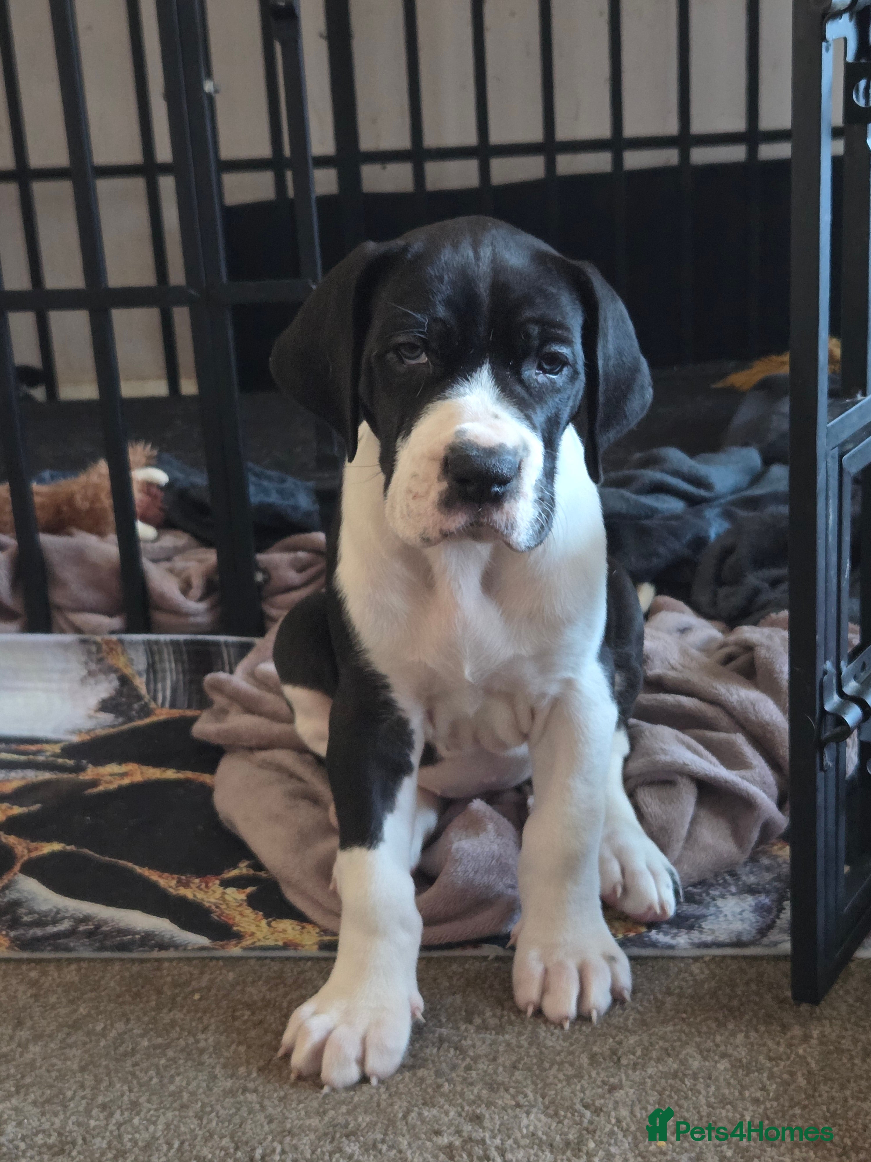 Great Dane dogs Greatdane puppies forsale - Advert 9