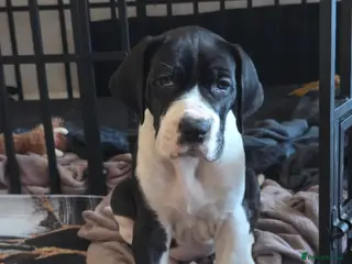 Great Dane dogs Greatdane puppies forsale - Advert 9