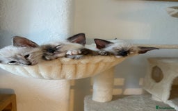 Ragdoll cats for sale: Ragdoll x Oriental kittens  - Image 19
