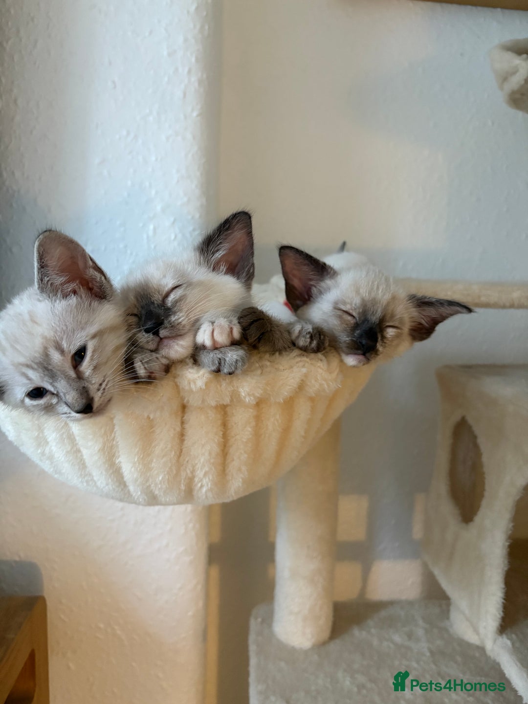 Ragdoll cats for sale: Ragdoll x Oriental kittens  - Image 19