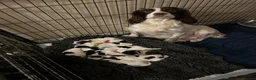 English Springer Spaniel dogs for sale: Kc springer spaniels  in Marlborough - Advert 8