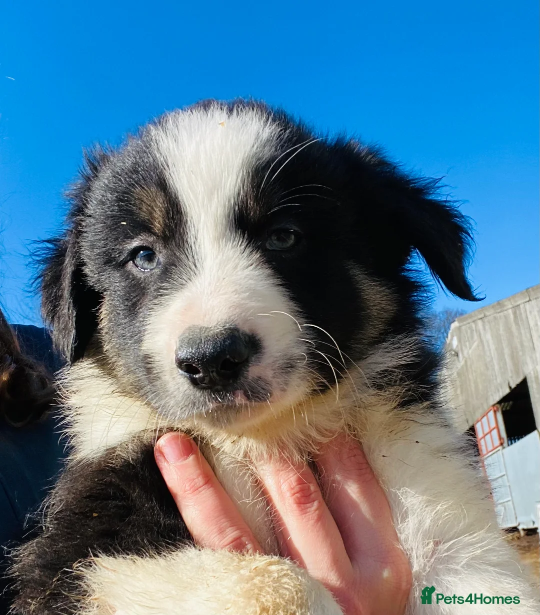 Border Collie dogs for stud: ISDS & KC, well proven, health tested clear stud in Darlington - Advert 17