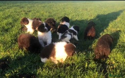 Newfoundland dogs for sale: Outstanding Newfoundland Puppies - Advert 4