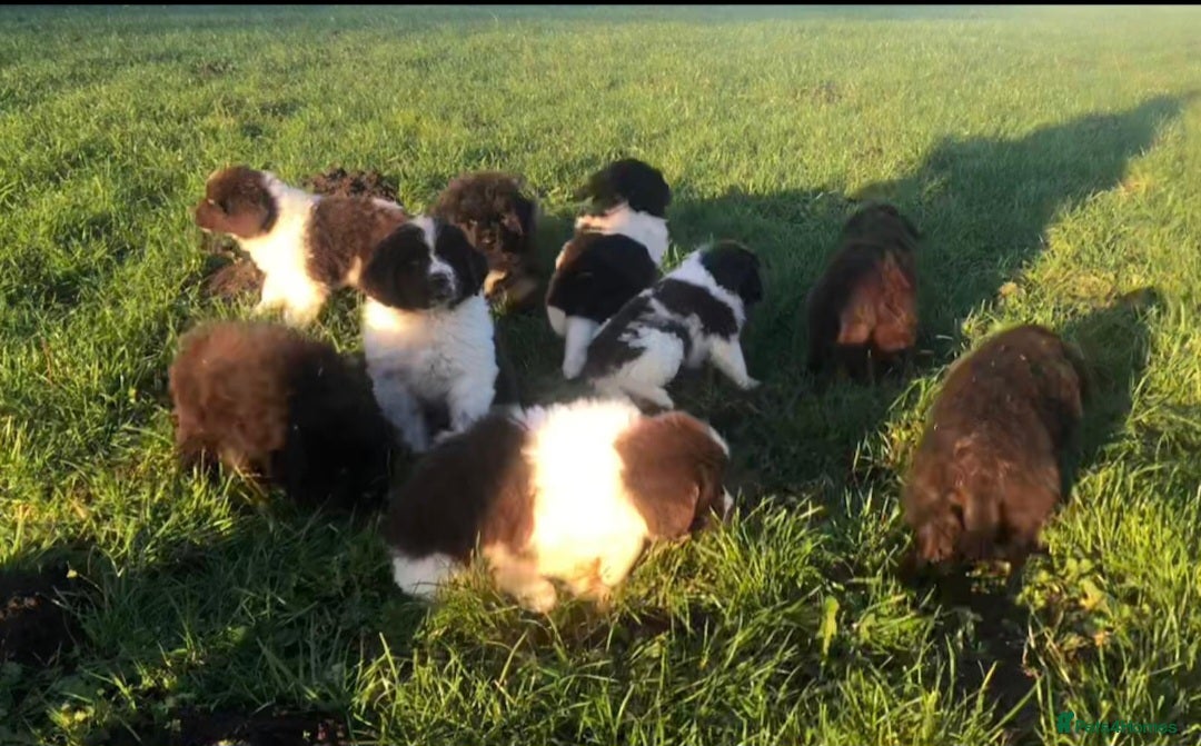 Newfoundland dogs for sale: Outstanding Newfoundland Puppies - Advert 4