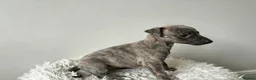 Whippet dogs for sale: Beautiful Whippet Puppies  - Advert 12
