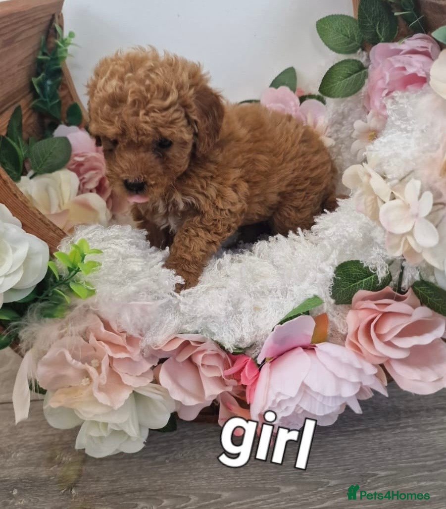 Maltipoo dogs ***STUNNING Maltipoo puppies ready now  - Advert 6