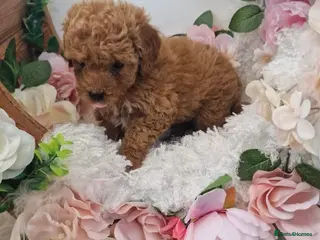 Maltipoo dogs Maltipoo puppies ready now - Advert 5