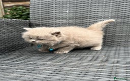 British Shorthair cats for sale: British shorthair kittens - Image 3