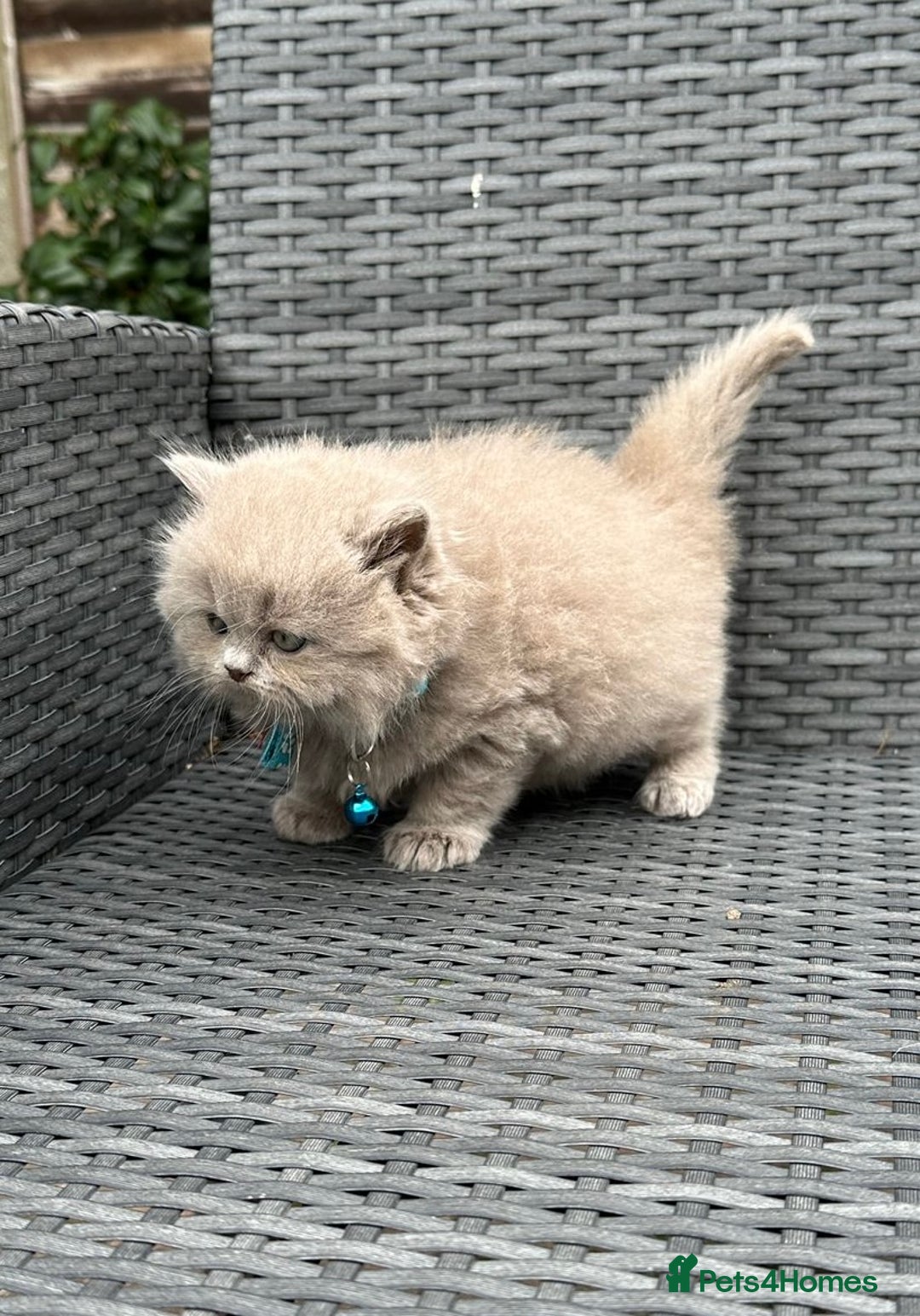 British Shorthair cats for sale: British shorthair kittens - Image 3