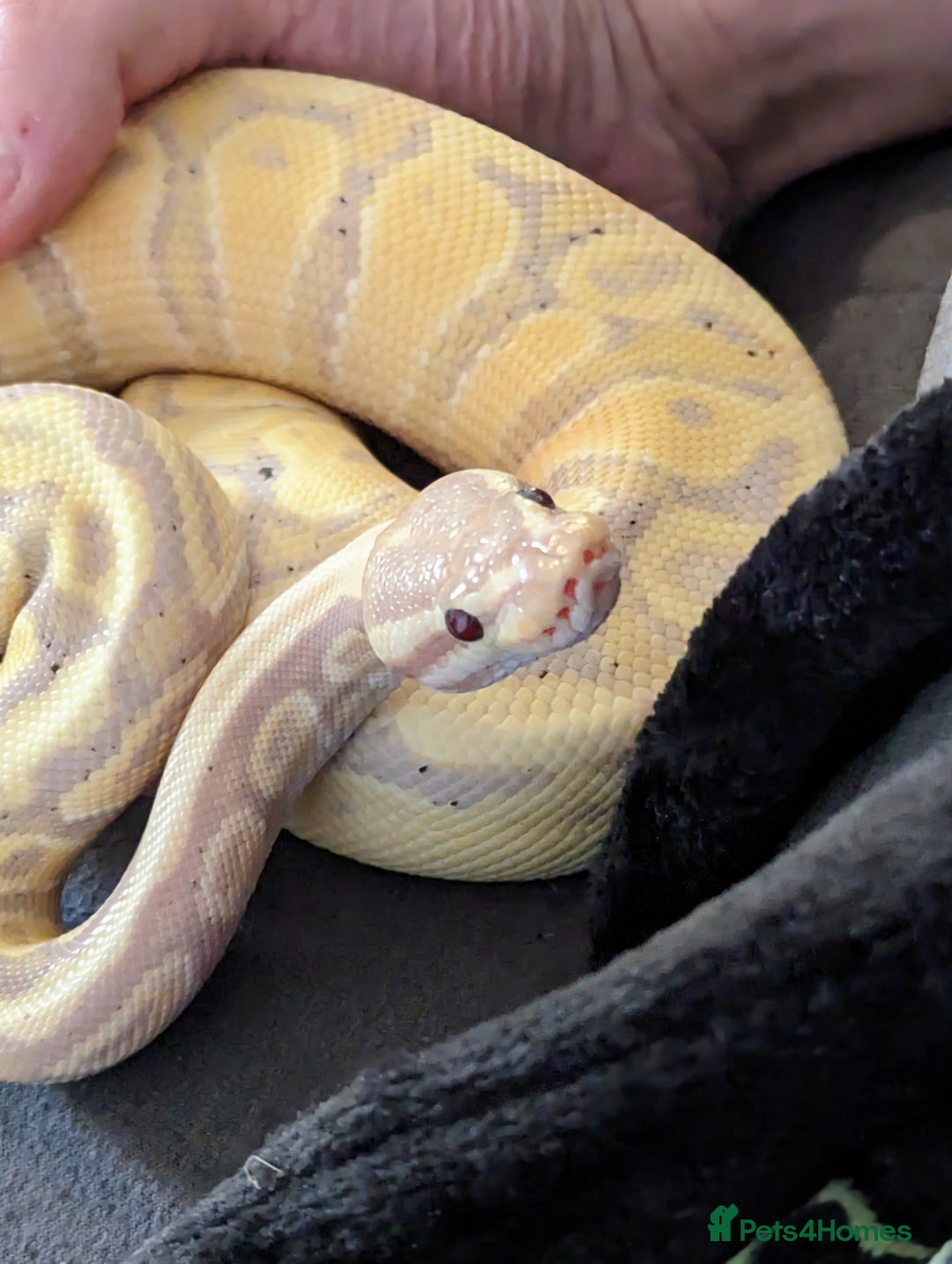 Snake reptiles for sale: Ball Python - Banana fire 100% Het clown (M) - Image 2