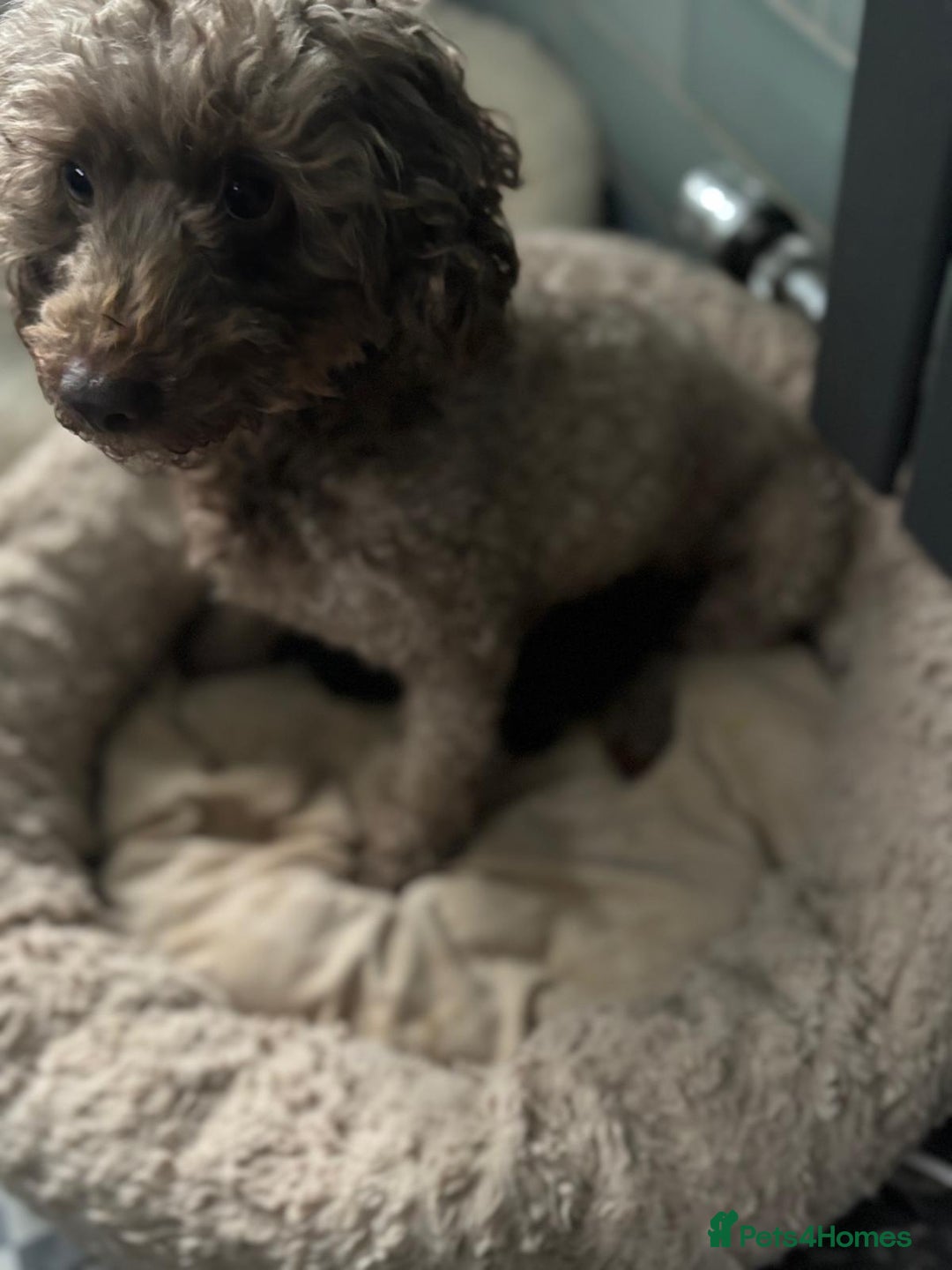 Toy Poodle dogs for sale: ADORABLE ‘ALBERT’ *TOY POODLE*BOY*PUP ready now - Advert 29