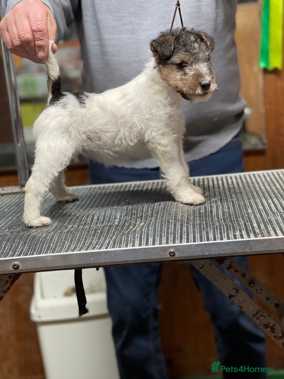 Fox Terrier dogs for sale: Beautiful Stunning Wire Fox Terrier Bitch Puppy  - Advert 5