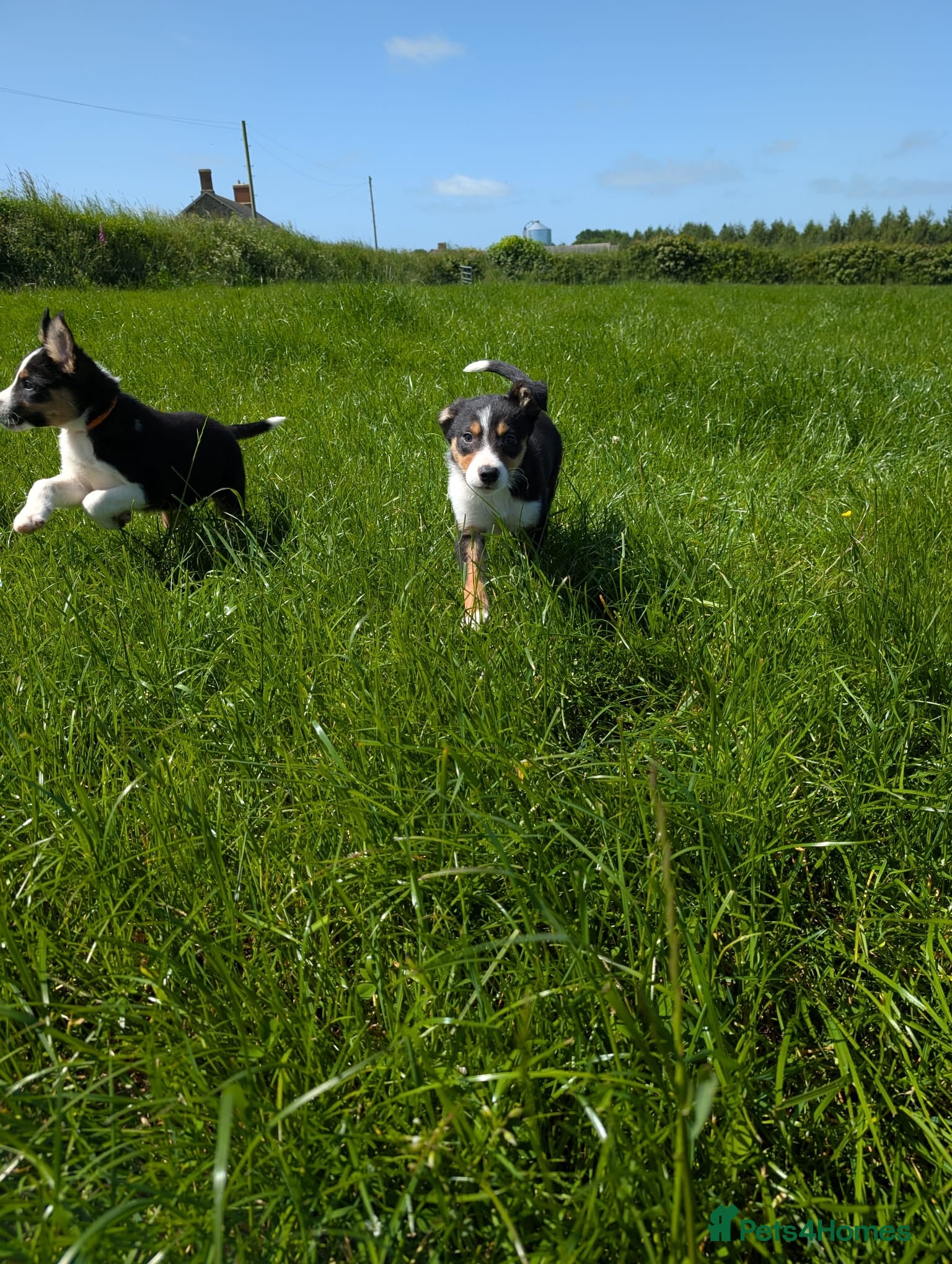 Border Collie dogs Cracking Litter of Tri Coloured Collies For Sale - Advert 2