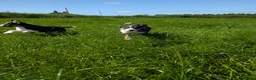 Border Collie dogs for sale: Cracking Litter of Tri Coloured Collies For Sale - Advert 1