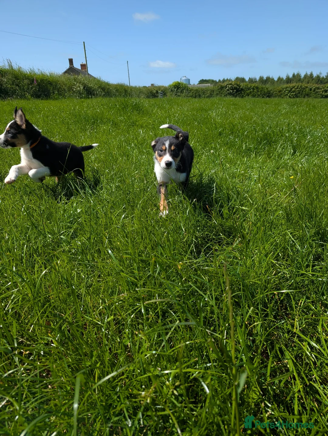 Border Collie dogs for sale: Cracking Litter of Tri Coloured Collies For Sale - Advert 1