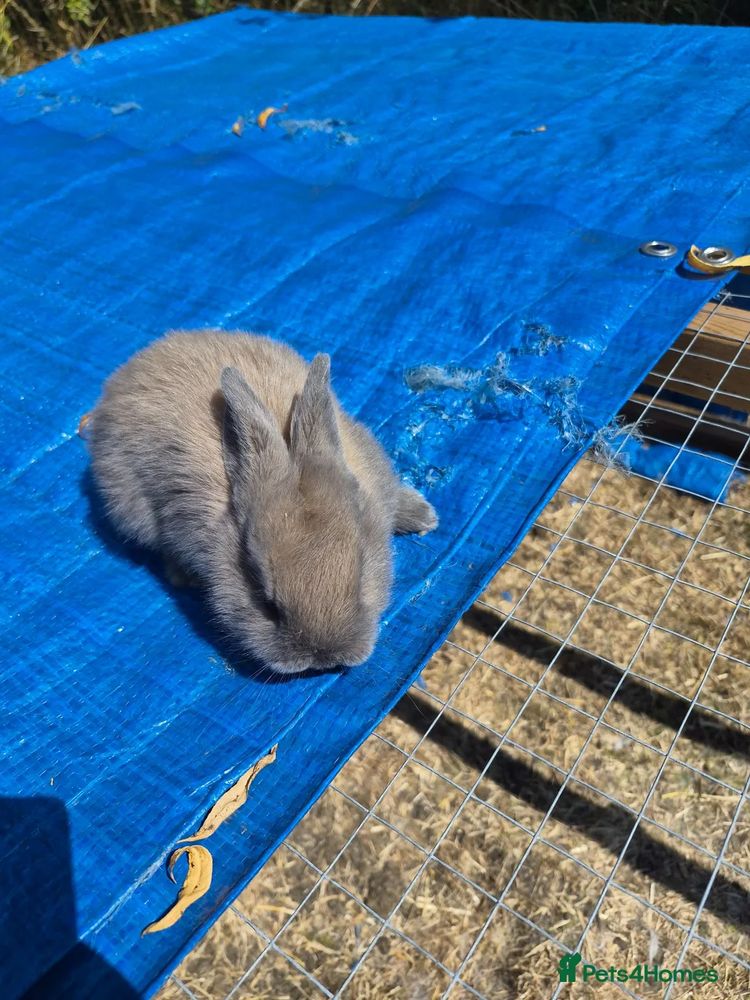 Mixed Breed rabbits for sale: Baby rabbits  - Advert 1