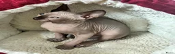 Sphynx cats for sale: Blue eyed beautiful baby kitten  - Advert 7