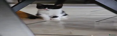 Mixed Breed 1